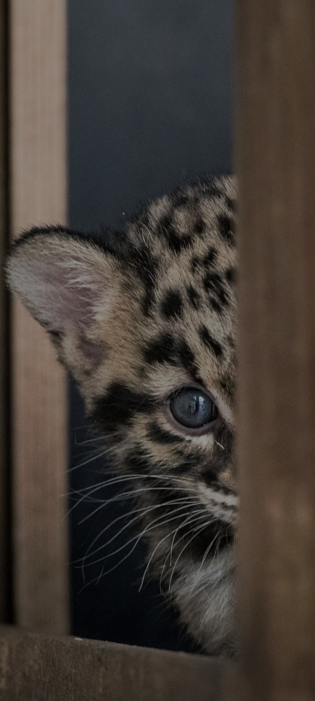 Profil de Viktor, 39 ans, Rencontre célibataire à Trient (Valais)